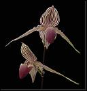 Paphiopedilum rotschildianum * Omar Eduardo Rocha
 * 927 x 960 * (89KB)